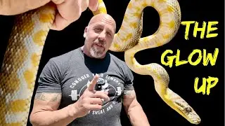 SCRUB PYTHON SHOWDOWN | THE GLOW UP