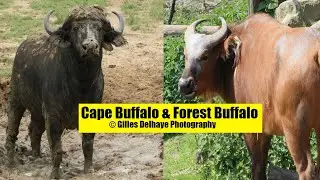 Cape Buffalo & Forest Buffalo - The Differences - G.Delhaye Photography