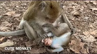 Poor David | Why big monkey do like this with David?