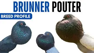 Brunner Pouter Pigeon Breed Profile - History - Brunner Pouter Pigeon Health Issues Price Training