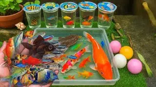 🐟🐢 Вау, потрясающий улов! Красивые аквариумные рыбки в маленьком пруду: маленькая черепашка, карп...