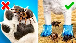 Useful Gadgets and Clever Hacks Every Pet Owner Should Know