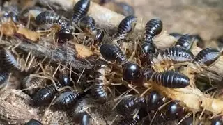 How to Catch an Ant Queen (Ethically) - A step-by-step field guide.