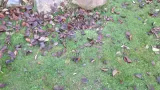 Leafy was there and then he was not