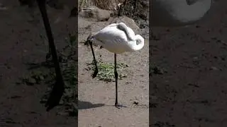 Flamingo sleeping style