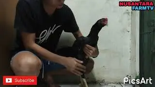 si Jhon si tukang pukul dor - trah gray snake import