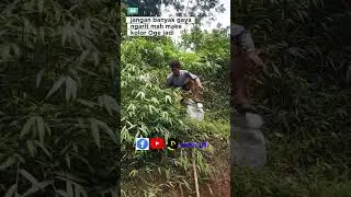 semangat ngarit