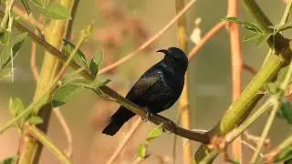 Purple sunbird 