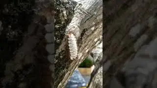 Poisonous caterpillar Megalopyge lanata