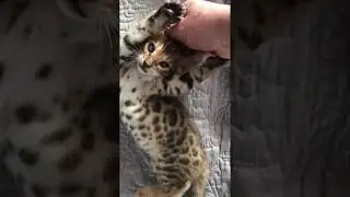 Bengal Spreitenbach