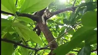 MY MESSY CAT🐱SULKING AND HE GO UP THE TREE