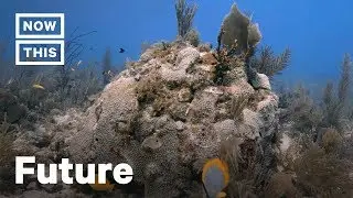 How OceanX Scientists Are Fighting Florida Coral Reef Loss | NowThis