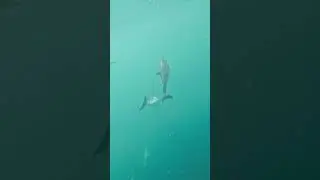 Дельфины плывут рядом &mdash; и камера в воде! #rockfishing #dolphin #adventure