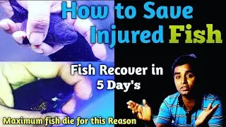How To Save injured Fish || Save Aquarium Fish || Maximum Fish Die for This Reason