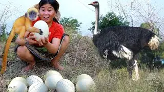 Ostrich egg is prepared for the yellow monkey and woman to eat.