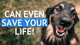 10 Supernatural Dog Abilities That Make Them Incredible Companions