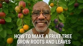 S1 Ep11 - How to Make a Fruit Tree Grow Roots and Leaves