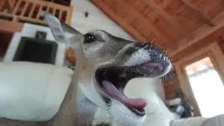House Deer yawns from licking a cat!!!