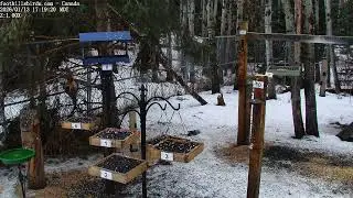 2025-01-13 -  Foothills Birds - PTZ Live Stream Bird Feeder Cam  [65+ Species]