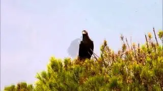 The birds of Alpasin hides, Spain.