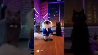 The Ultimate Cat Dance Crew! 🐱🕺 | La mejor coreograf&iacute;a gatuna #Shorts