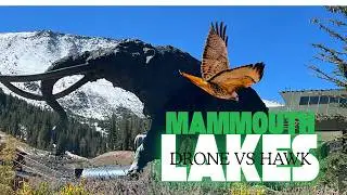 Drone vs Hawk, RV Slider Stuck at Mammouth Lakes, Devils Postpile