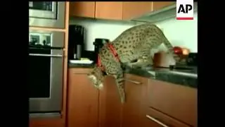 A new rare and expensive house cat is bred from a mix of wild and domestic animals.