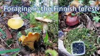 Mushrooms and berries in Finland: Chanterelles, Russulas and Blueberries