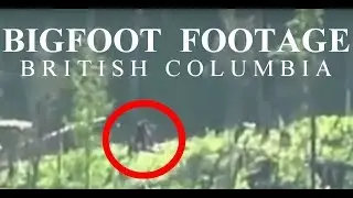 INCREDIBLE BIGFOOT FOOTAGE!! - Hikers Film A Massive Sasquatch On A Mountain Top!!