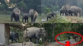 Elephant Herd Enters Village 😱 | Humans Face to Face with Giants