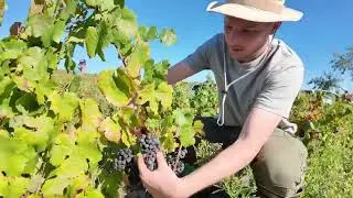 Coupe du raisin dans le Beaujolais pendant les vendanges
