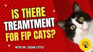 A Treatment for FIP? with Dr. Susan Little - Cat Bite 2