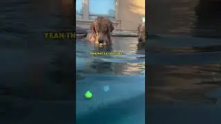 Teamwork Tails: Two Dogs Plot to Retrieve the Underwater Tennis Ball
