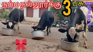 S.Gopal dairy farm 76399 11602 Hf and JERSEY cow for sales in Tamilnadu kerala #dairyfarm #madusales