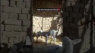 only show 🐎🐎 #whitegoat #animals #farmanimal #farmgoat #beautifullgoats #goat