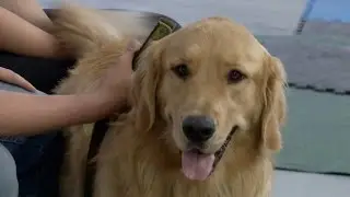 5 Star Dog Training