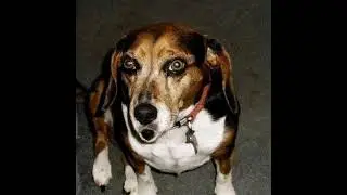 Your Comedy Minute (Quickie) With Snoop The Talking Dog 🐕#Boxer