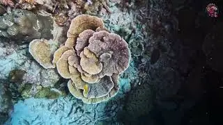 Juvis Reef Dive | Havelock Island's Hidden Underwater Paradise | Andaman Islands Scuba Diving