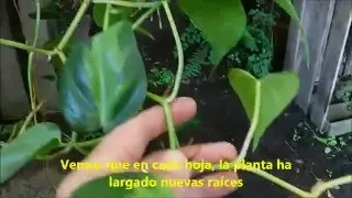 Gajos de Cordatum - Vivero Marra