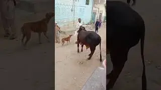 black Oblak #viralshort #bakraeid2022
