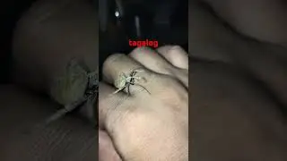 tagalog ng pangasinan #spider #insectbehavior #chickenbreeds #chicken #tarantula #insectinsights