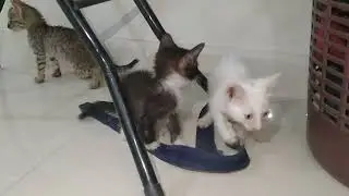 Adorable Rescue Kitten Named &ldquo;Monkey&rdquo; Shows Why She Got Her Name &ndash; Full of Energy & Fun!