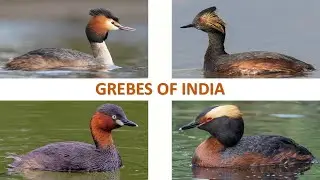 Grebes of India 🇮🇳 | Birds | Indian Birds