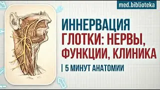 Иннервация глотки: нервы, функции, клиника | 5 минут анатомии