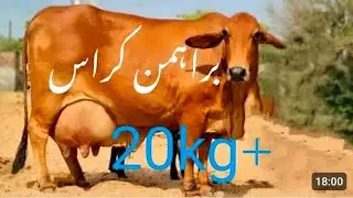 3 February 2026 Call me(03433266037) Barman Cholsatni Cross Cow 🐄 For Sale 