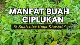 Ciplukan: Buah Liar Berharga Jutaan? Inilah Segudang Manfaatnya!