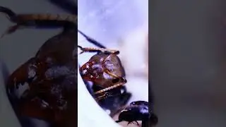 первый солдат у колонии Camponotus sericeus #ants #insects #experiment #wildlife #nature #animals