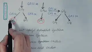 Biosynthesis of Gibberellin. Plant Physiology.