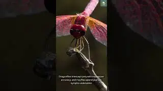 Freshwater Ecosystem Behaviors