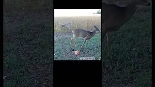 OHIO Wildlife Camera Footage @OHIOWILDLIFEDAILY